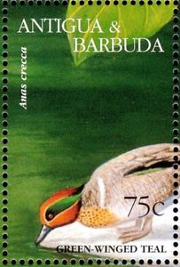 Green-winged TealĀ (Anas crecca)